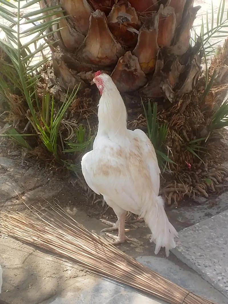 jis ko samja Aya watsup pr rapat kra — photo 2