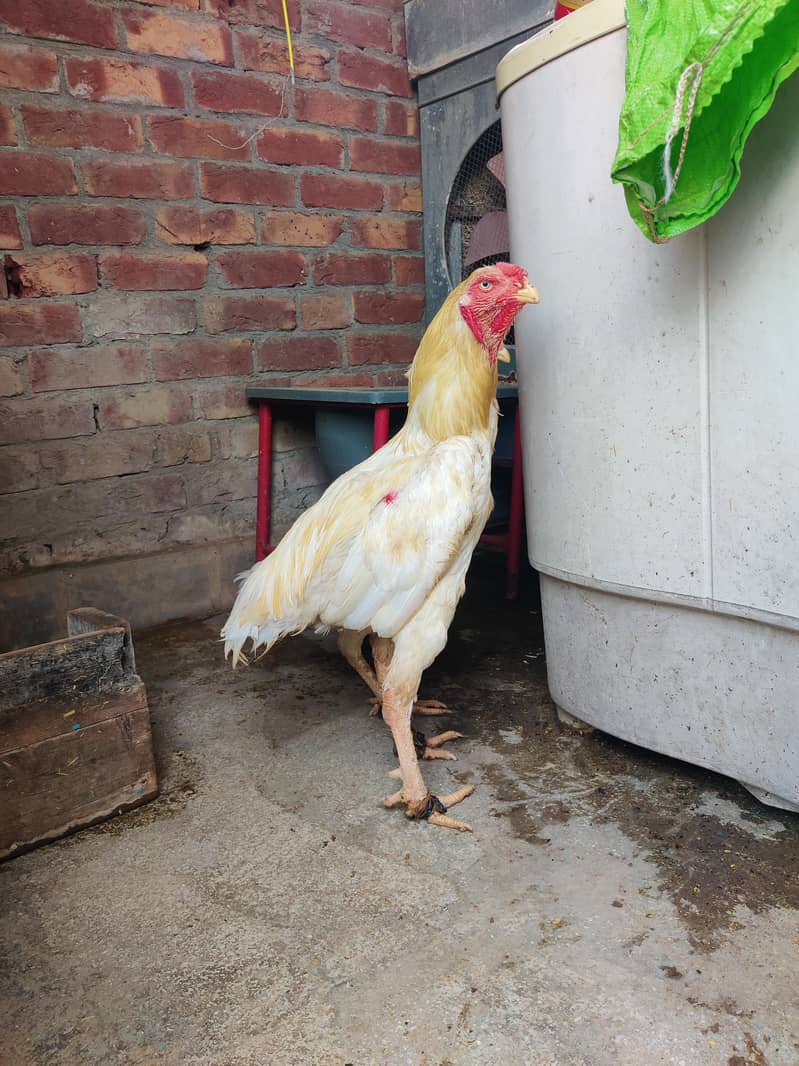 breeder pair 1