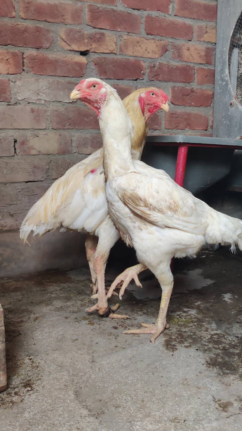 breeder pair 3