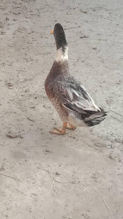 desi male duck male