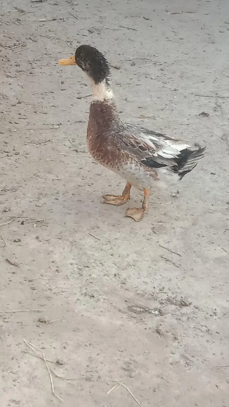 desi male duck male — photo 2