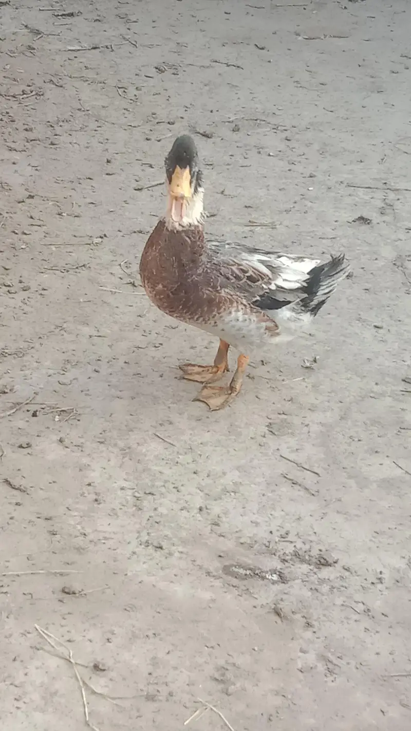 desi male duck male — photo 3