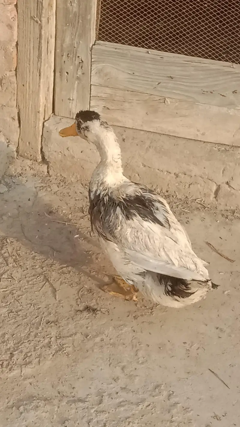 desi male duck male — photo 4