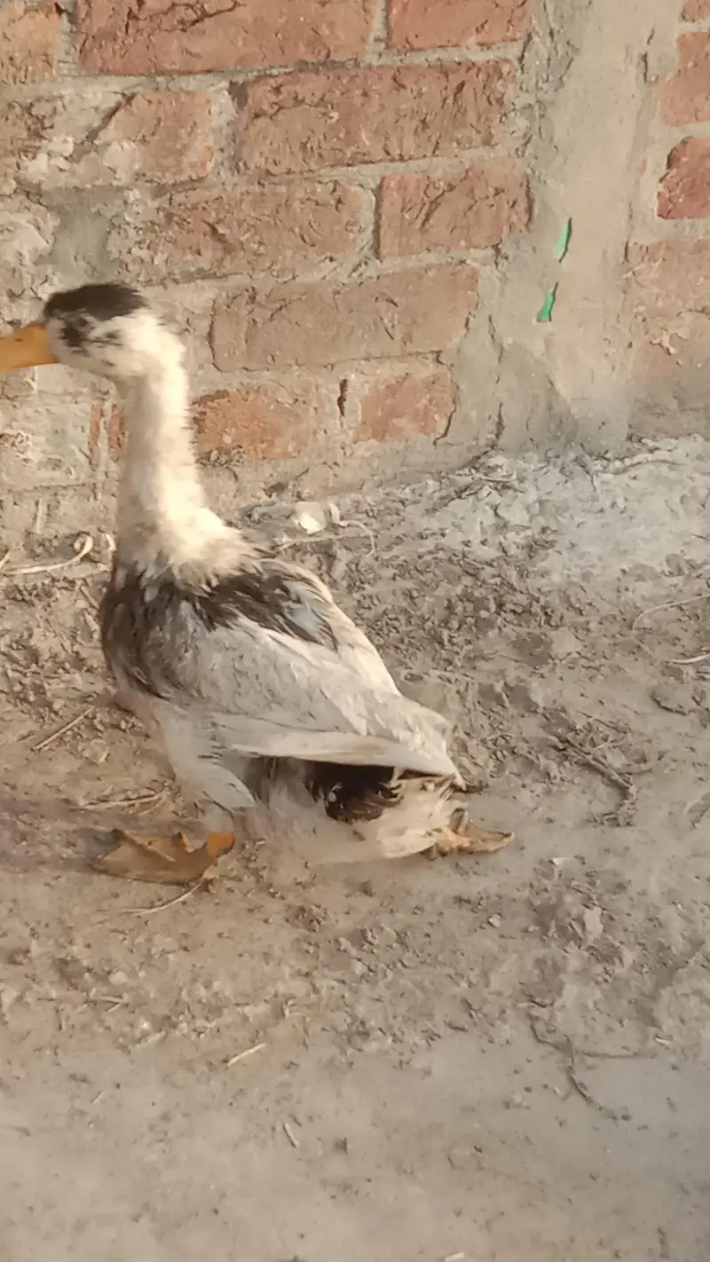 desi male duck male — photo 5