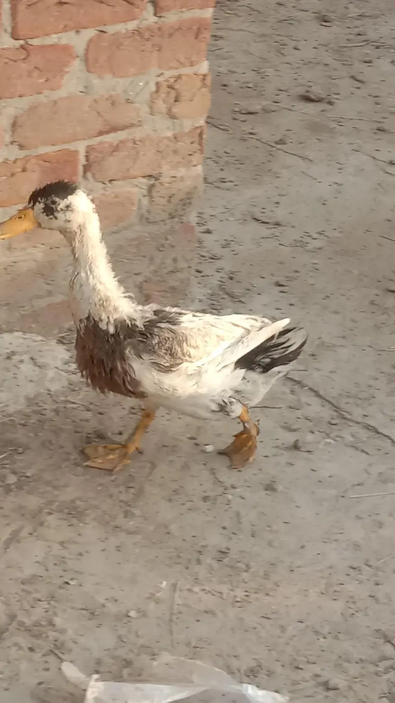desi male duck male — photo 6