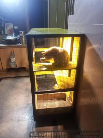 punch face male cai vaccinated with accessorie and with cat house 4×4