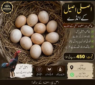 Assel eggs for sale