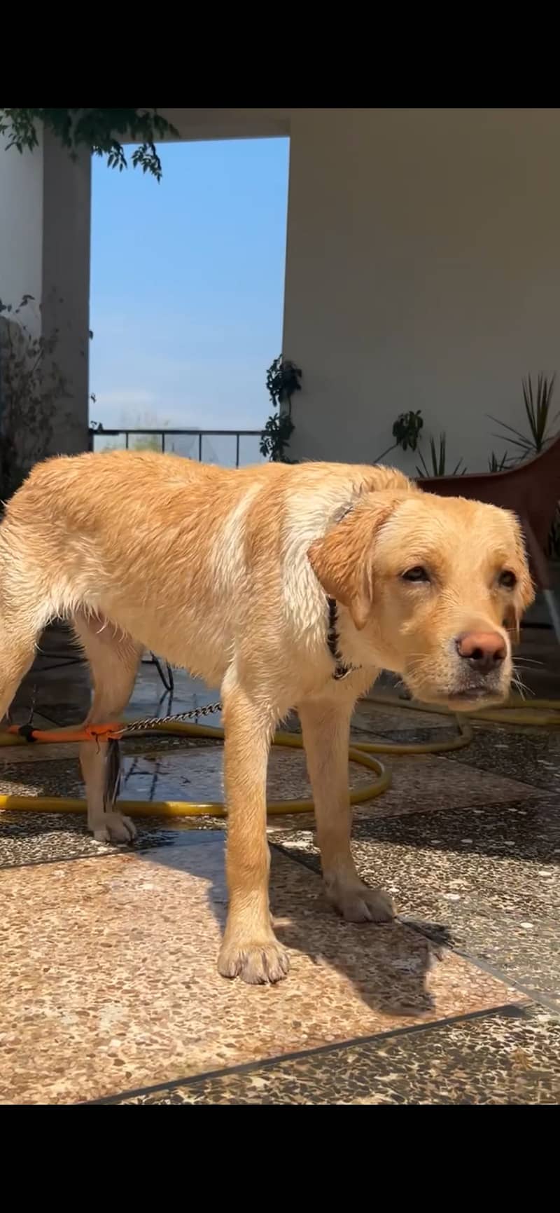 Labrador pup 0