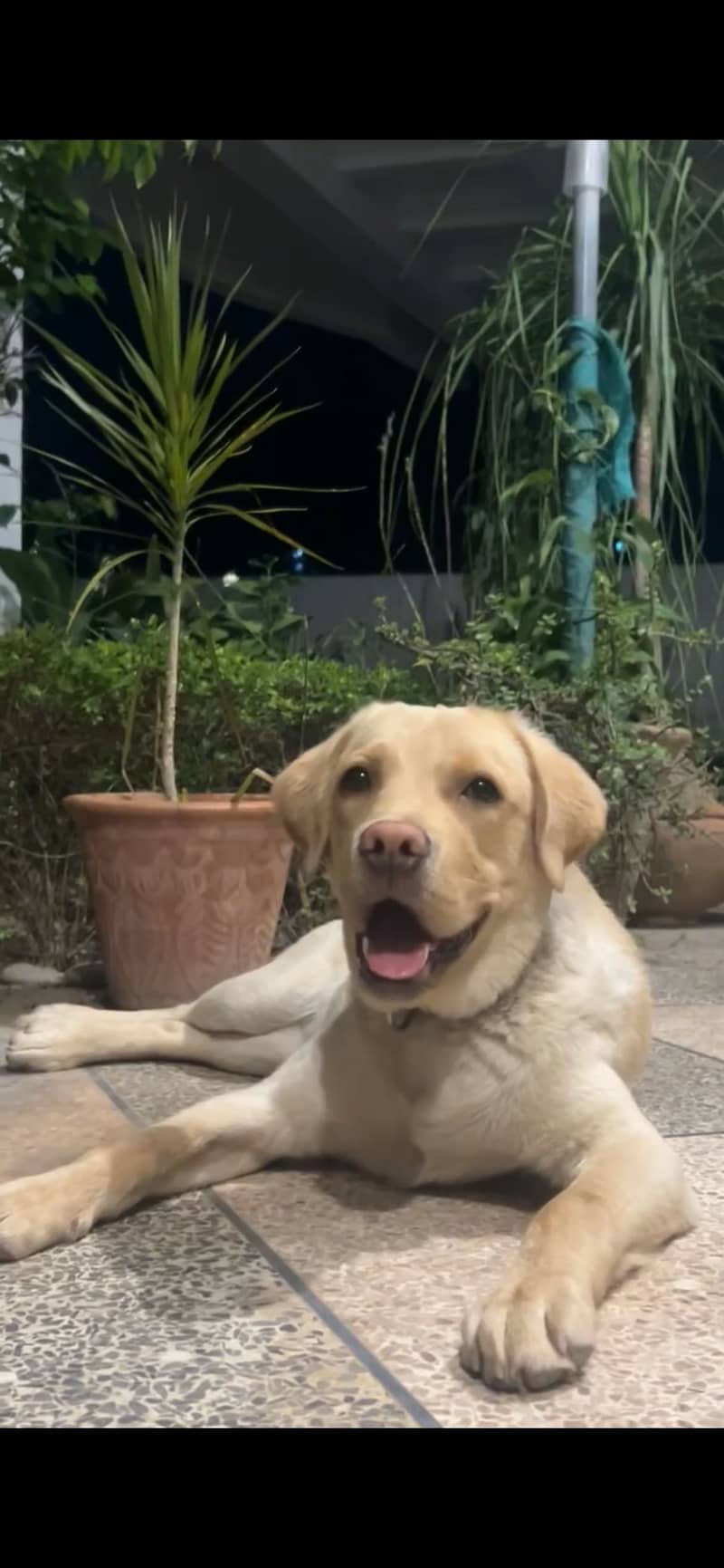 Labrador pup 1