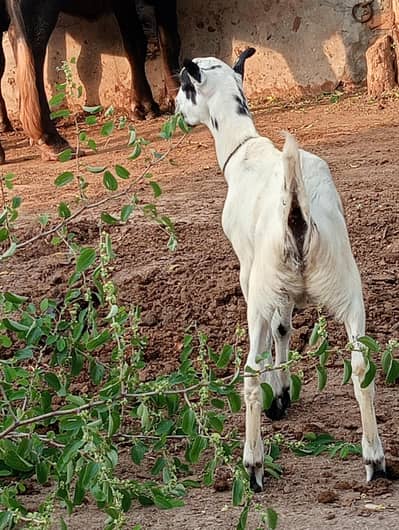 Ablak Male jora for sale