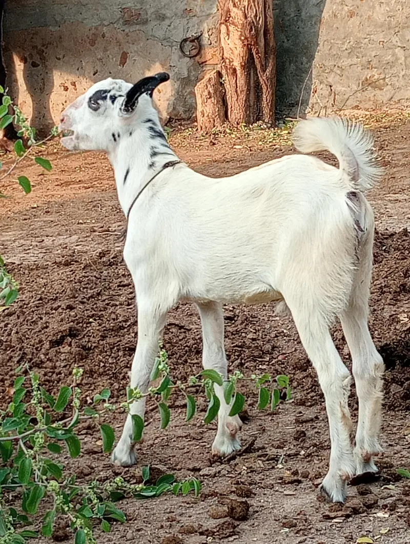 Ablak Male jora for sale — photo 2