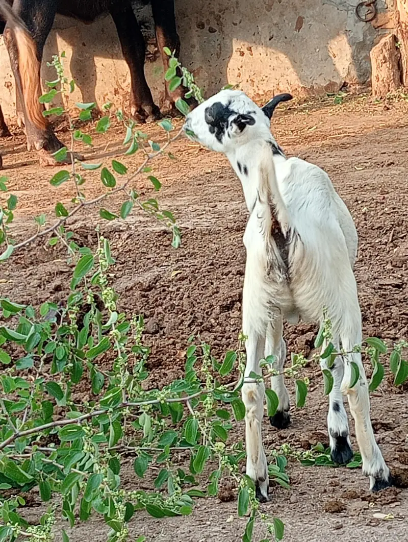 Ablak Male jora for sale — photo 3