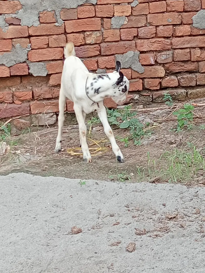Ablak Male jora for sale — photo 4
