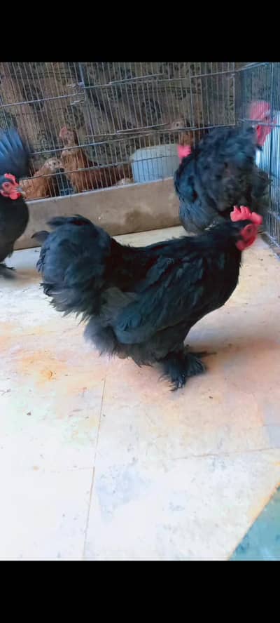 black bantum,bentum ,fancy, black,   zero size