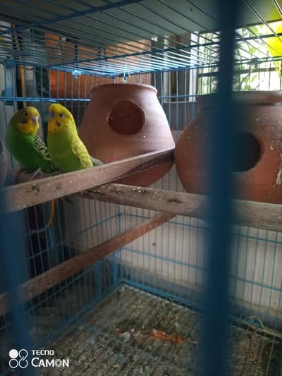 1 pair Australian & 1 Raw female