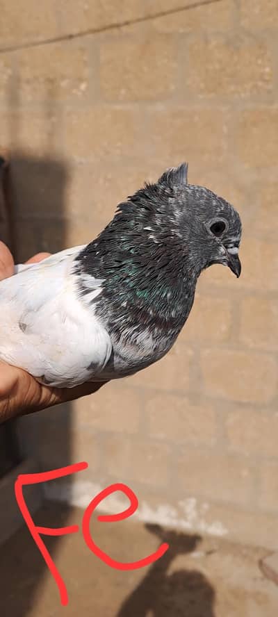 High Flyer Pigeons