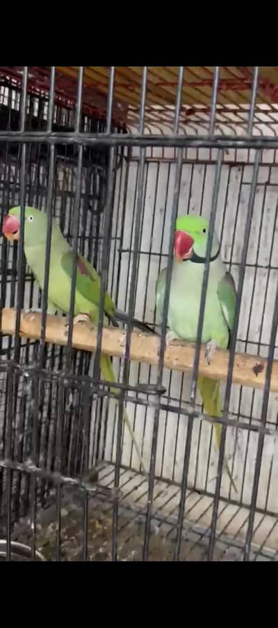 pahari nd lorry 03353481775