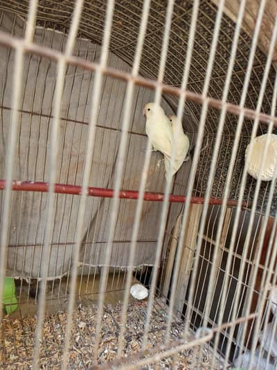 albino love birds