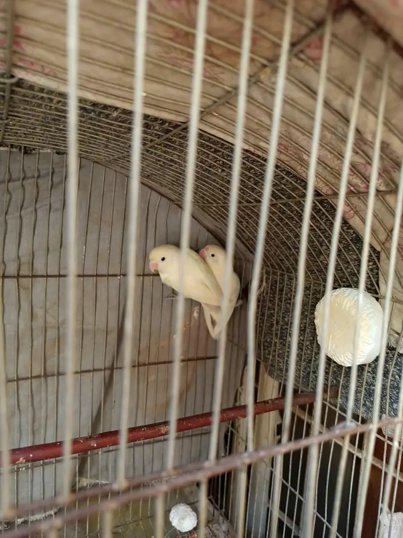 albino love birds — photo 2