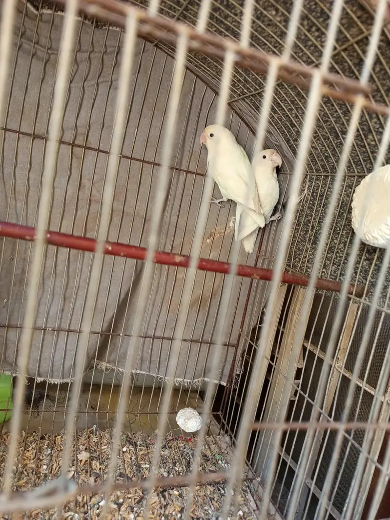 albino love birds — photo 3