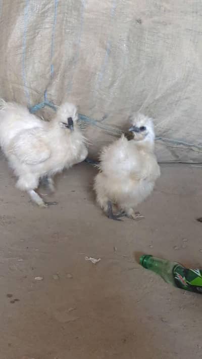 Pair of young White Sill chickens available