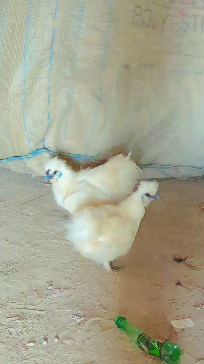 Pair of young White Sill chickens available — photo 2
