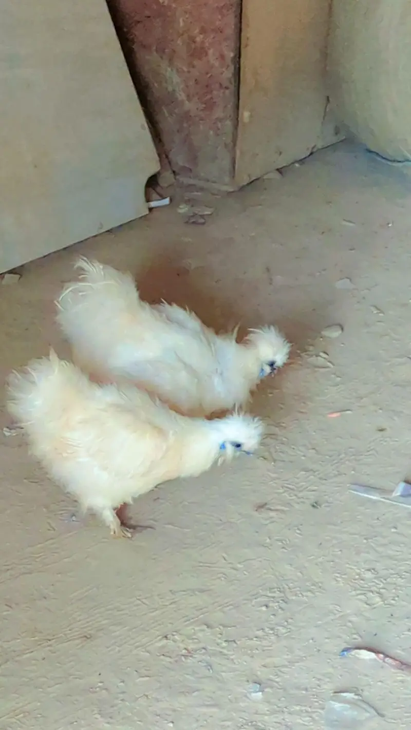 Pair of young White Sill chickens available — photo 3