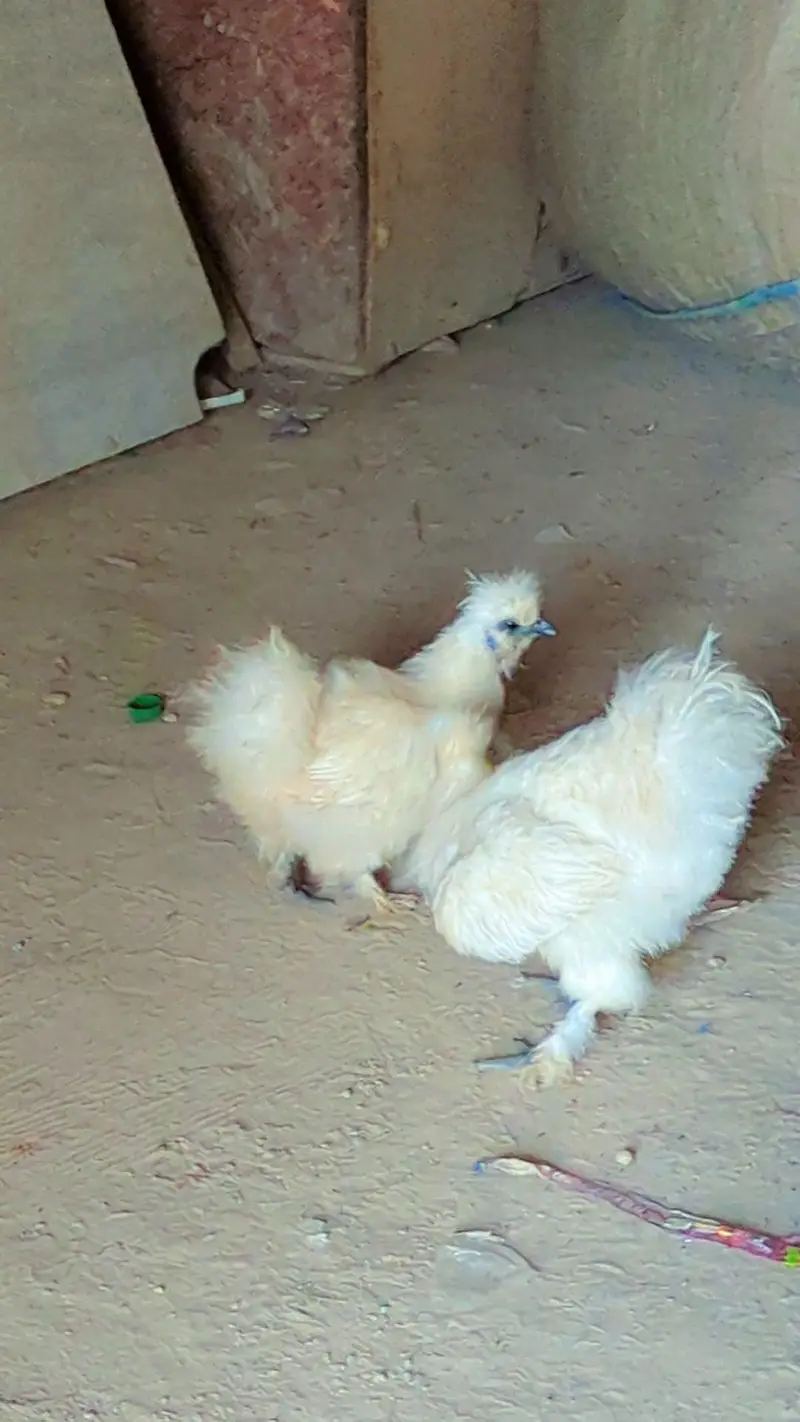 Pair of young White Sill chickens available — photo 4