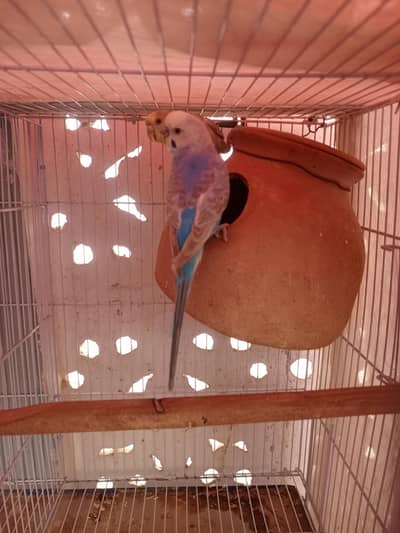 budgies pair