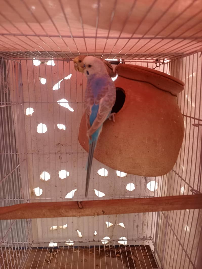 budgies pair 0