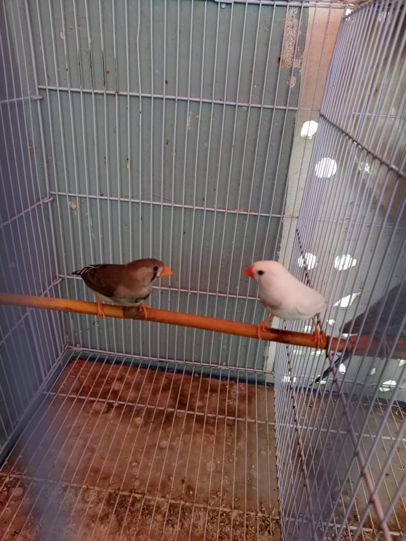 budgies pair 3