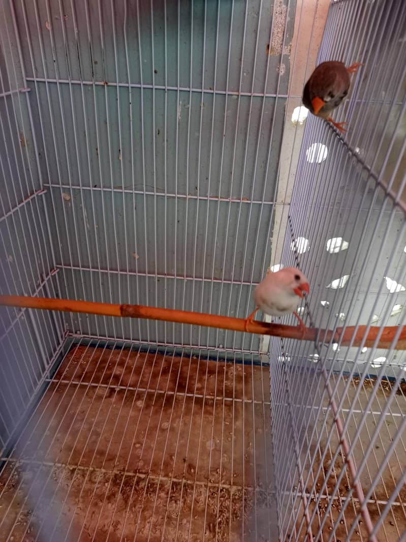 budgies pair 4
