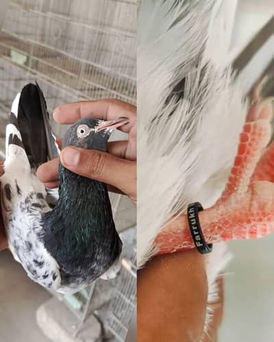 RING BIRD BAGLA RANGEEN TEDDY QUALITY MALE