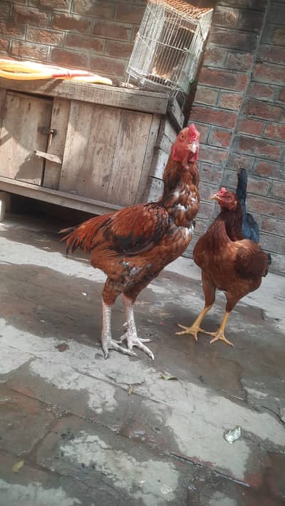 Aseel Hens male Female
