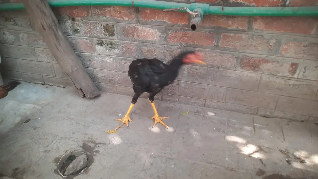 Aseel Hens male Female — photo 2