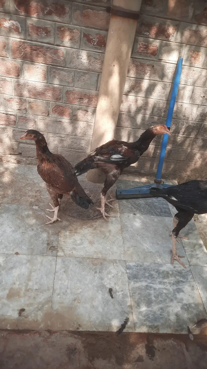 Aseel Hens male Female — photo 3