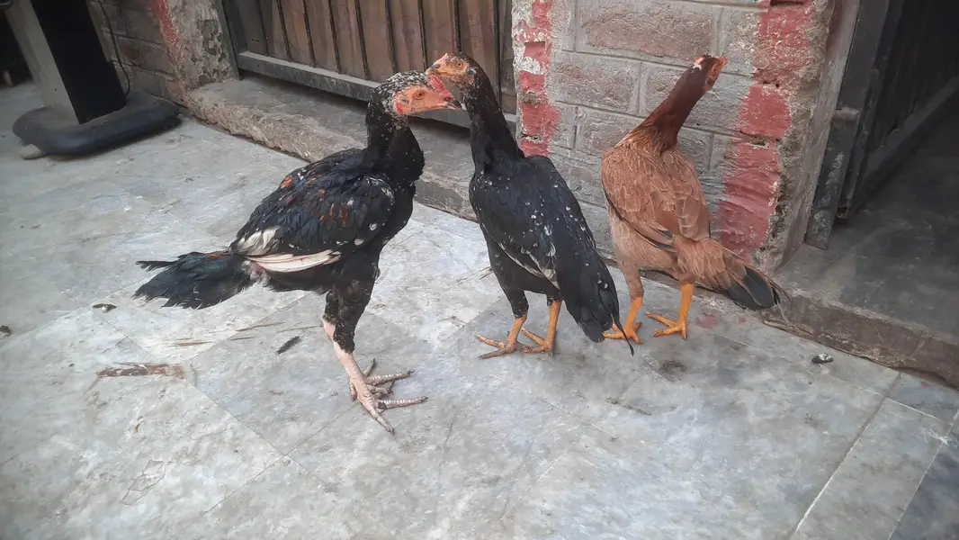 Aseel Hens male Female — photo 4