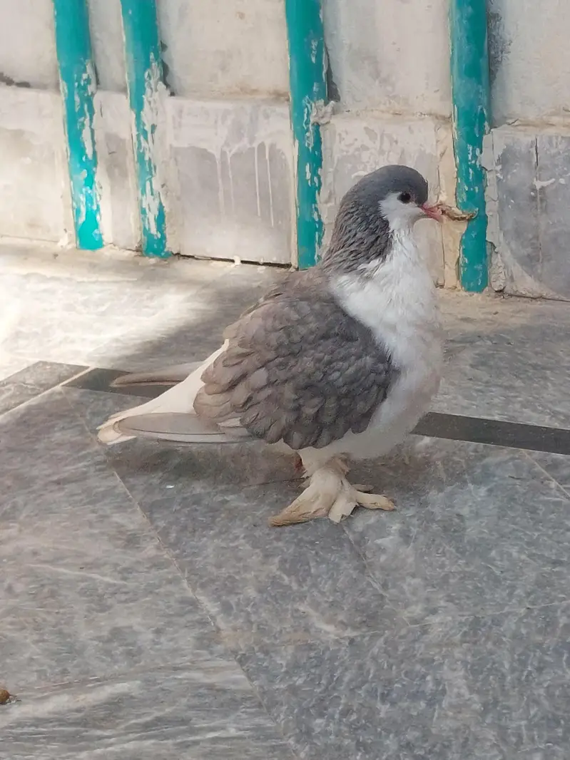 sherazi kaboter ando par tiar — photo 3