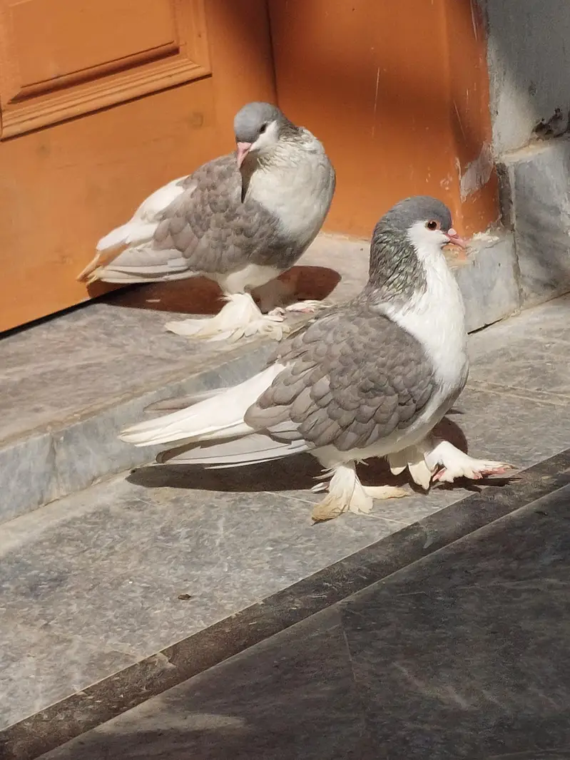 sherazi kaboter ando par tiar — photo 5