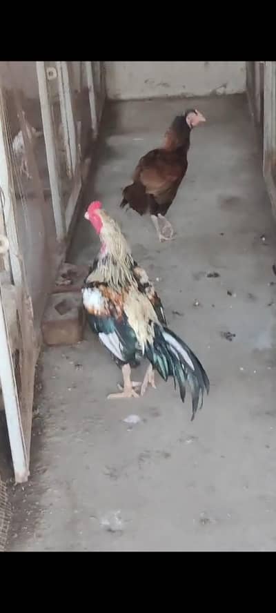 1 Murgha or 1 Murghi ha Pair