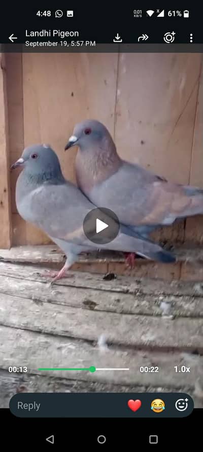 khal ka phatay bara mix han or ghagaray ka pair