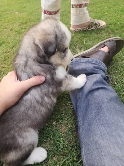Huskies home grown puppy