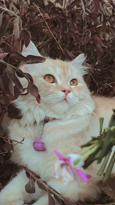 Cat for sale