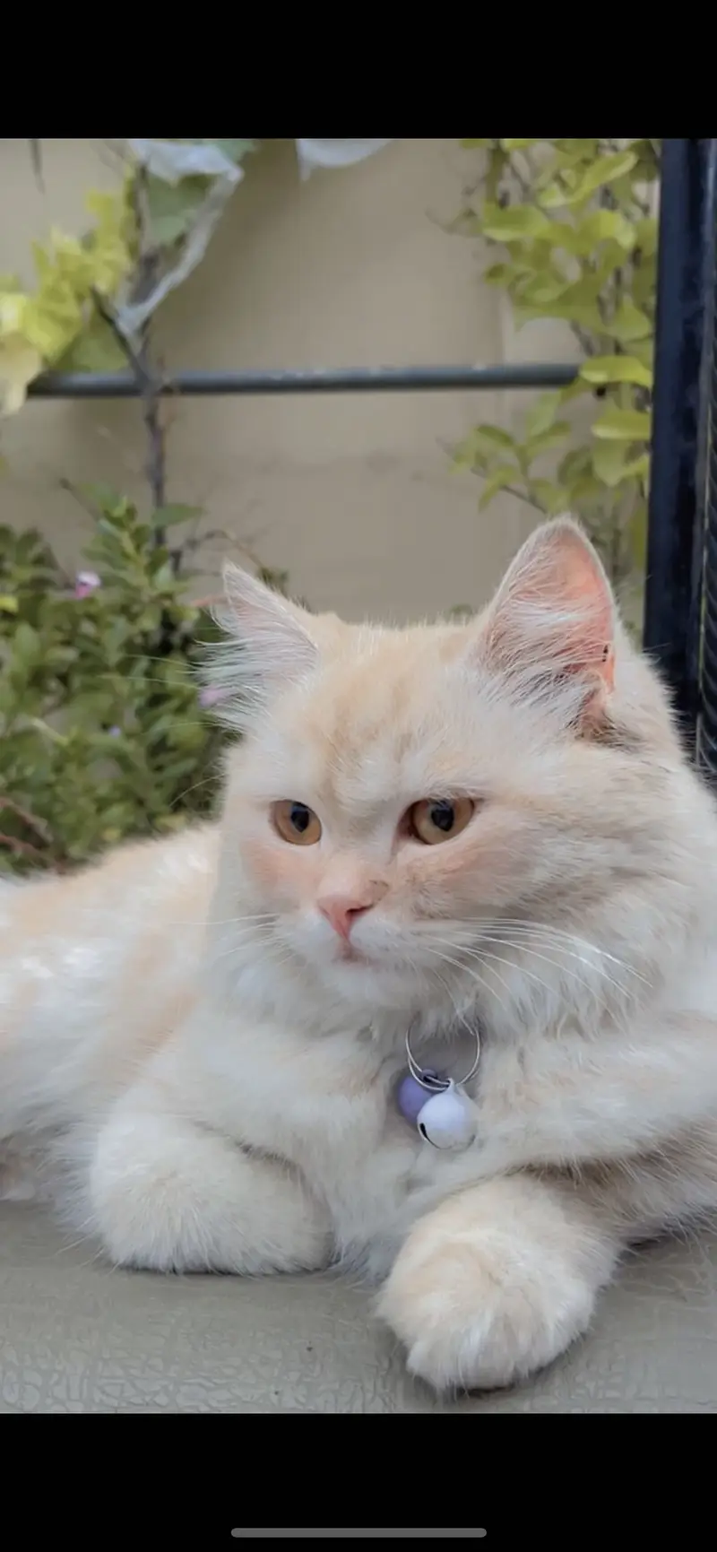 Cat for sale — photo 2
