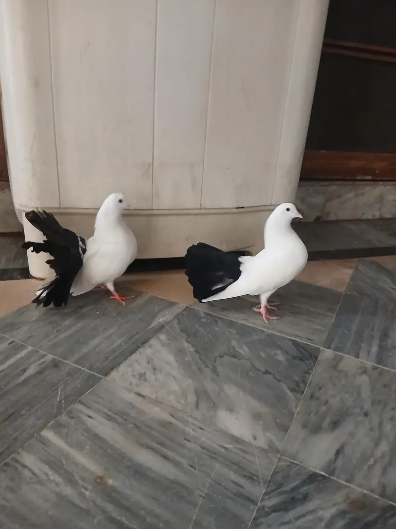 lucky white — photo 2