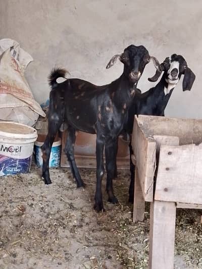 2 bakry for sale