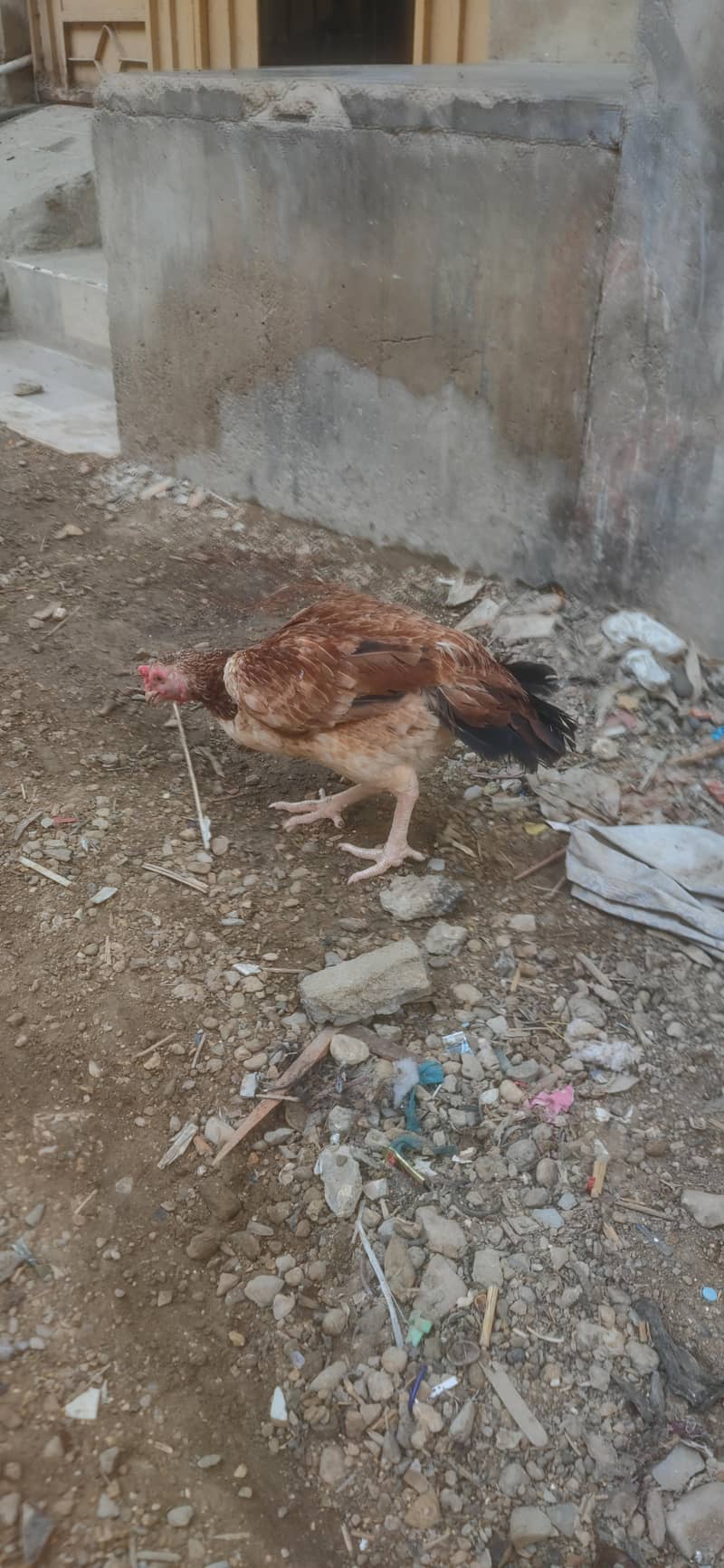 For sell 2