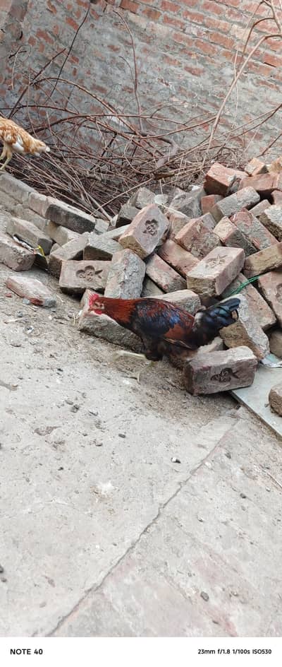 Desi Chicken