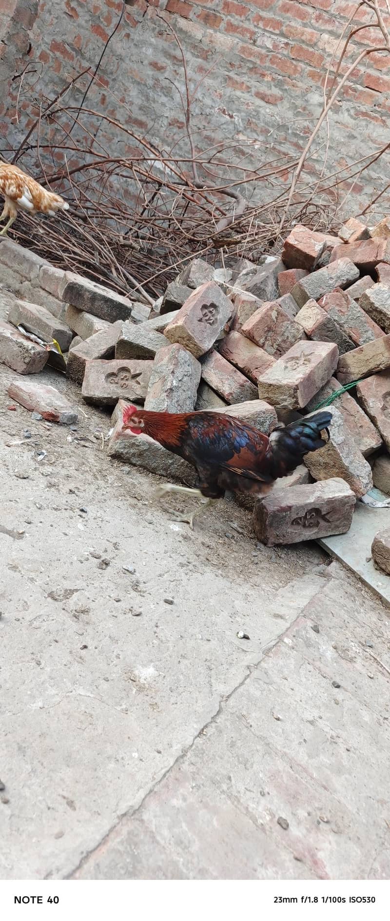 Desi Chicken 0