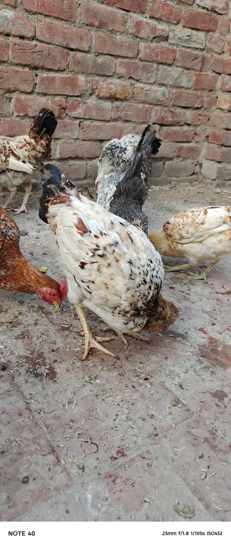 Desi Chicken 1